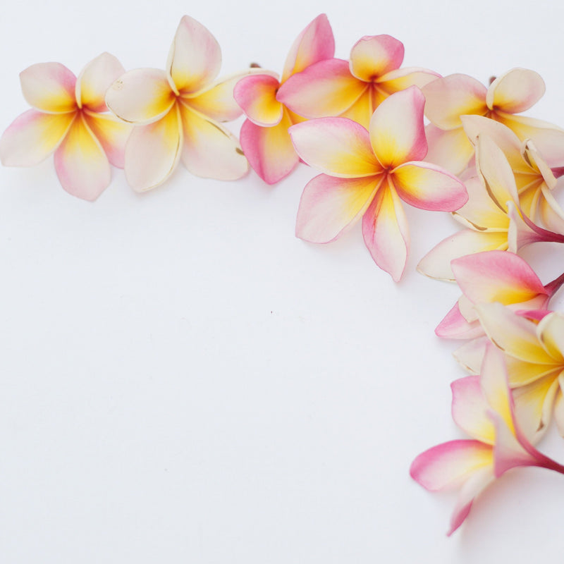 Pink and yellow plumeria flowers arranged in a curved line on a clean white background.